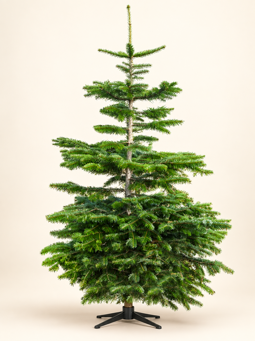 Undecorated economy grade Nordmann fir