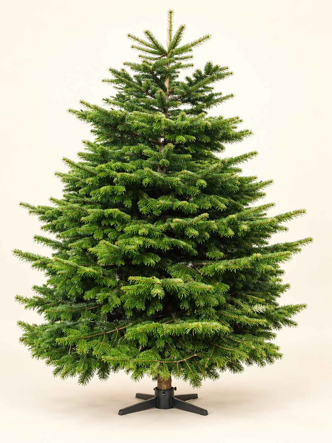 Undecorated premium grade Nordmann fir