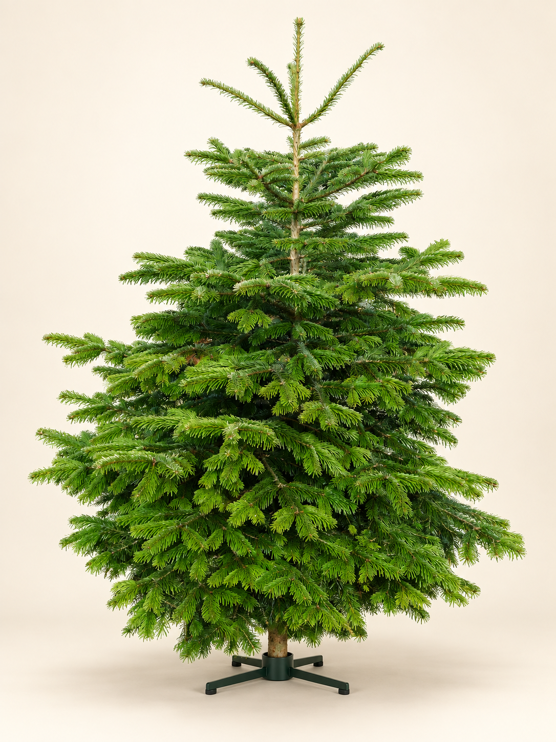 Undecorated standard grade Nordmann fir